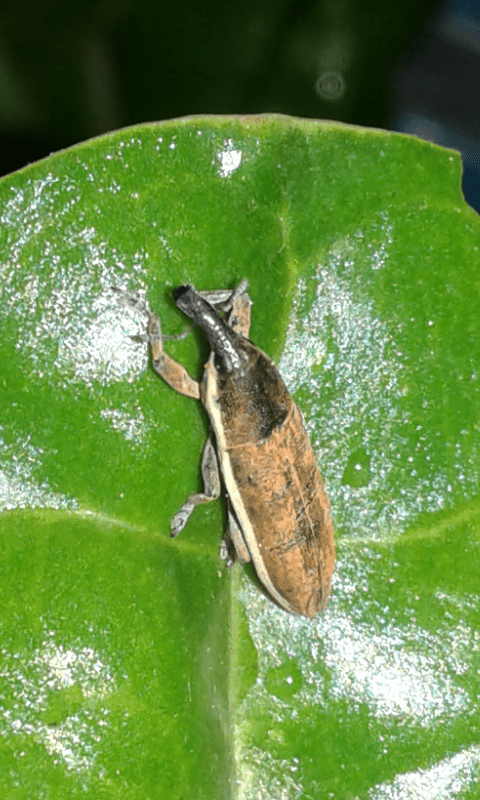 Lixus cfr. junci (Curculionidae)